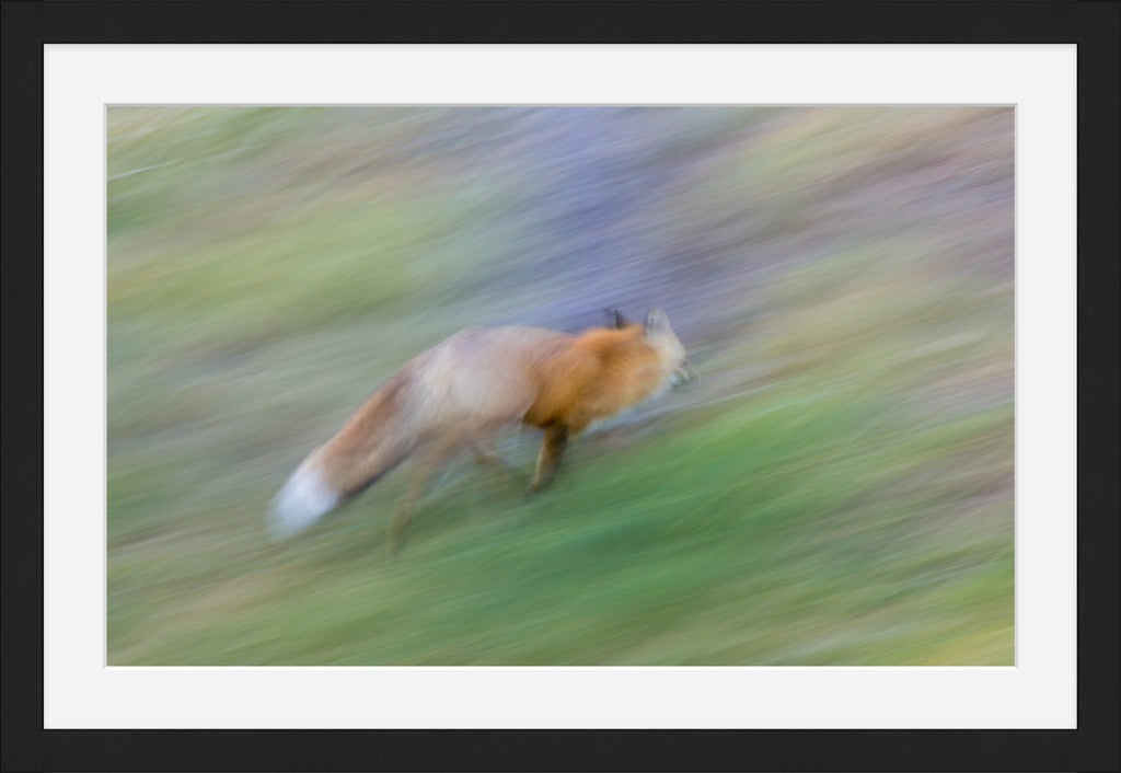 Running Fox