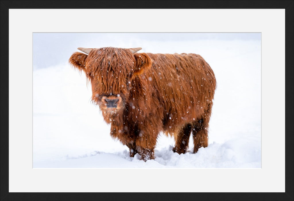 Highland Cow