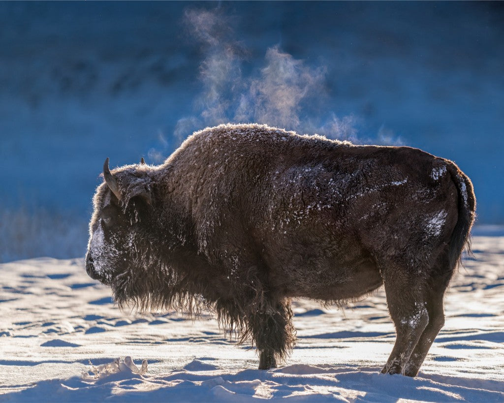 Steaming Bison