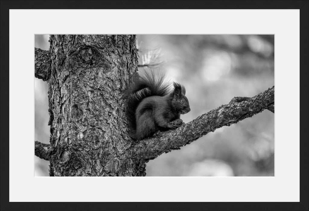 Black Abert's Squirrel