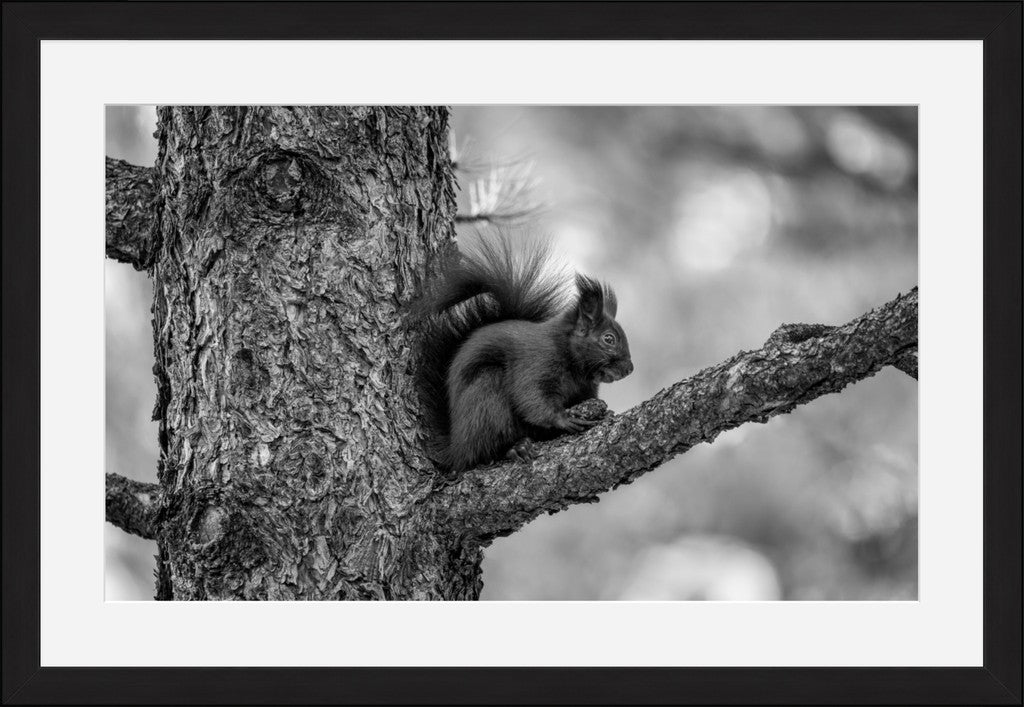 Black Abert's Squirrel