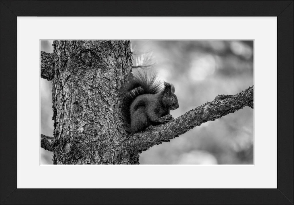 Black Abert's Squirrel