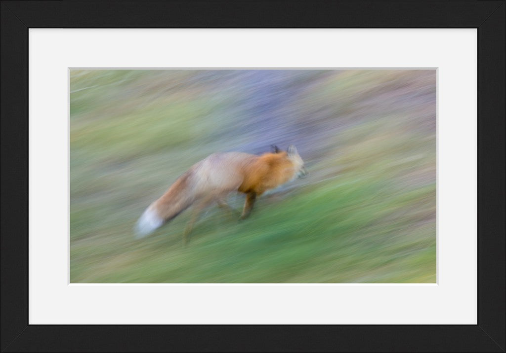 Running Fox