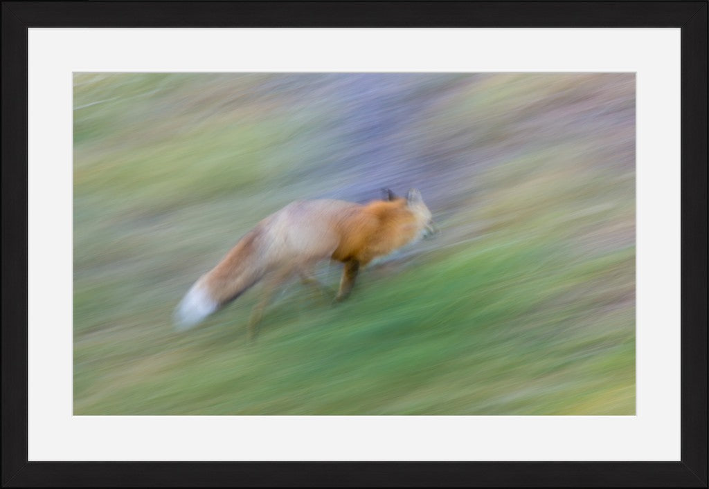 Running Fox