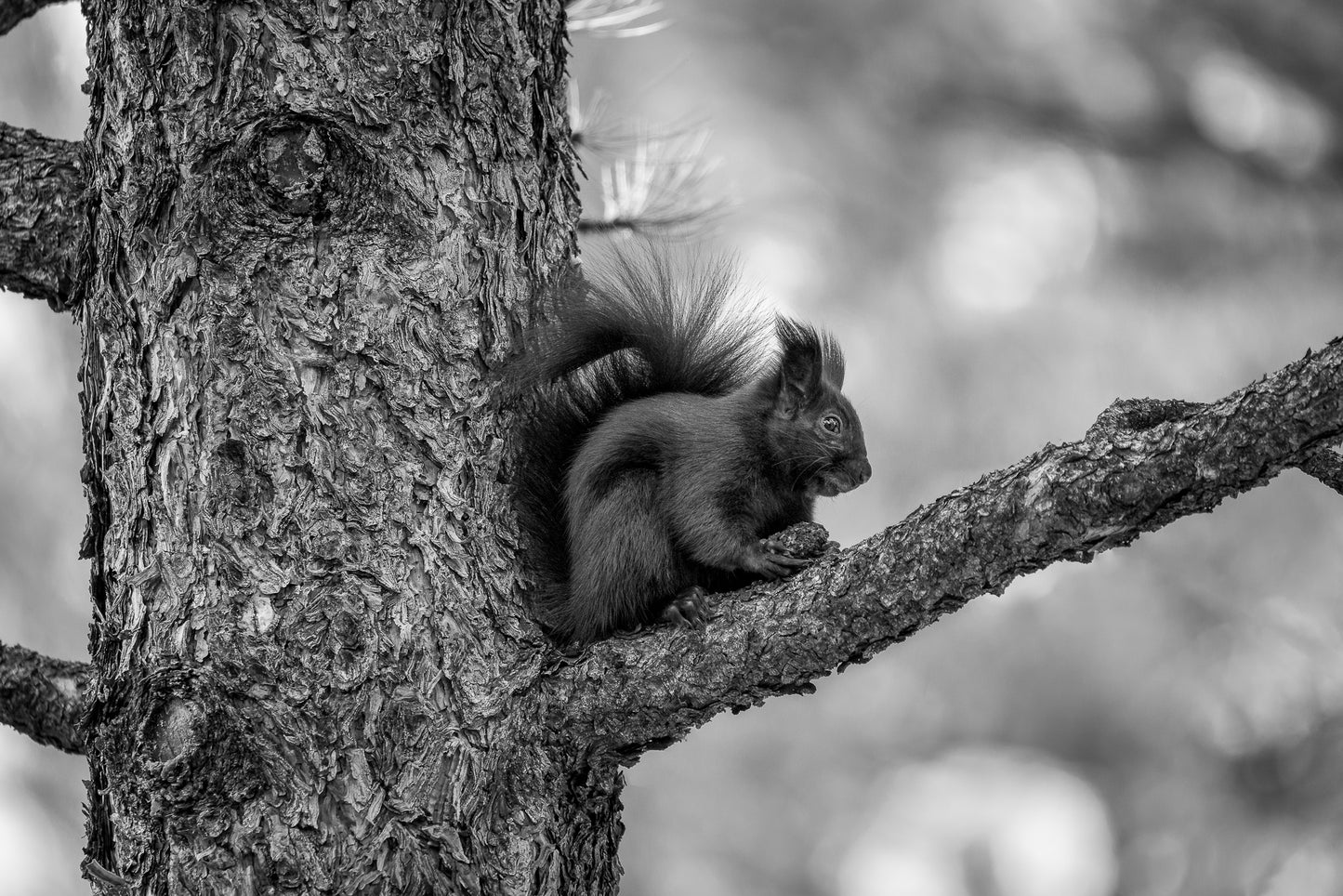 Black Abert's Squirrel