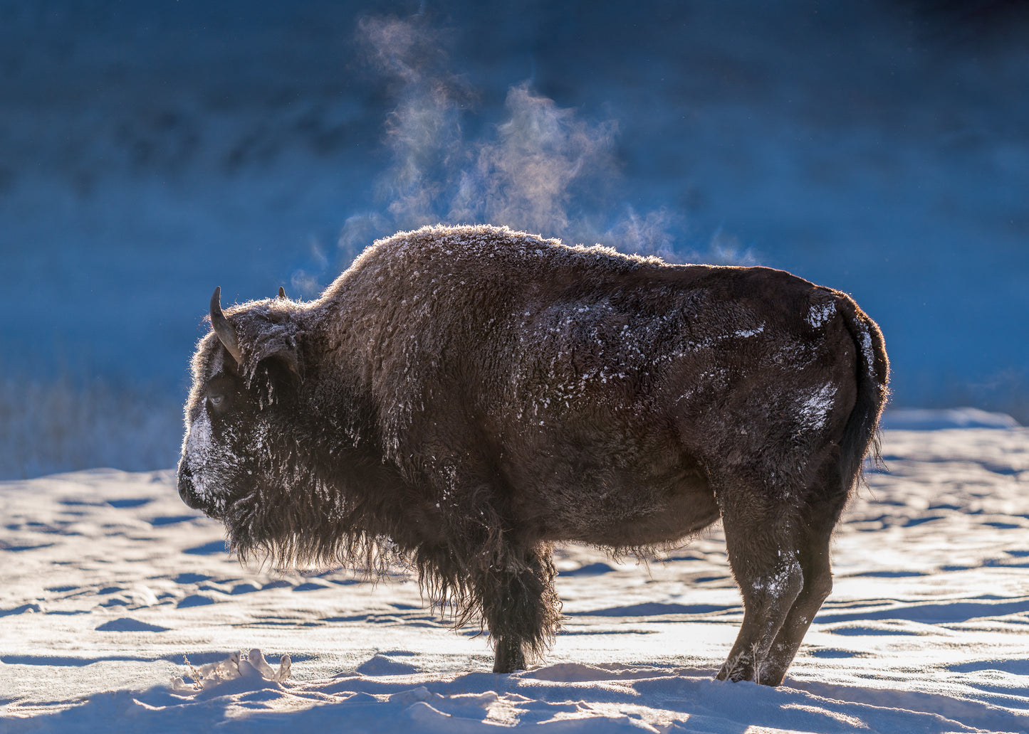 Steaming Bison