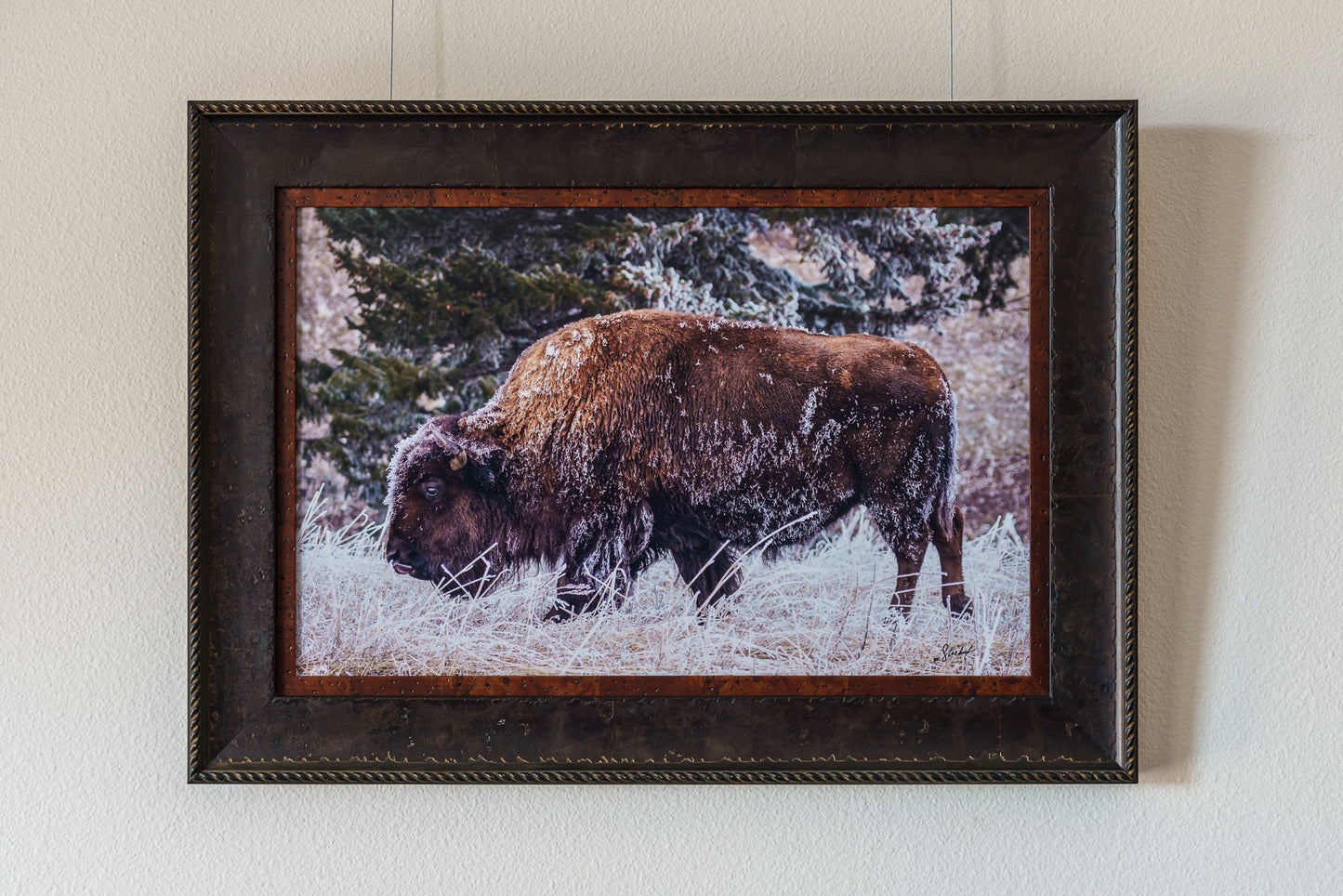 Frosty Bison - Artist Proof