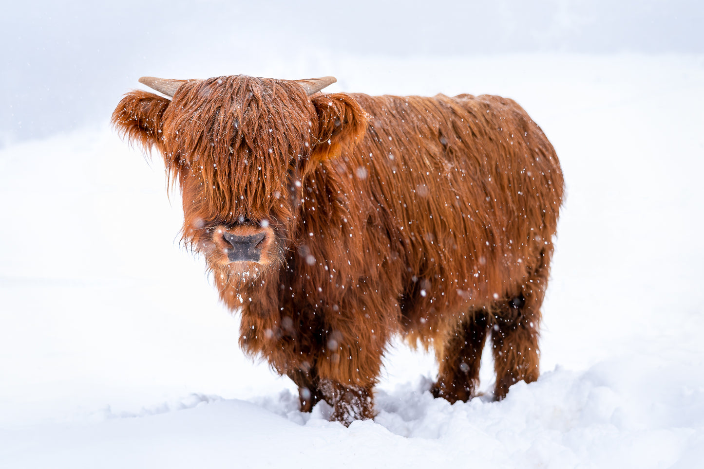 Highland Cow