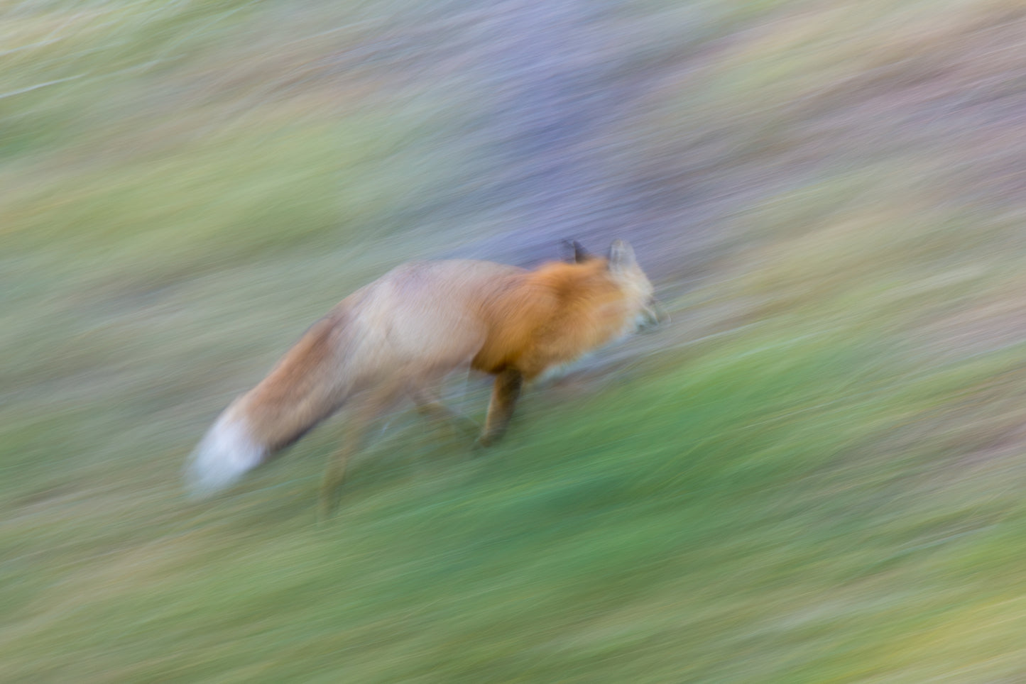 Running Fox