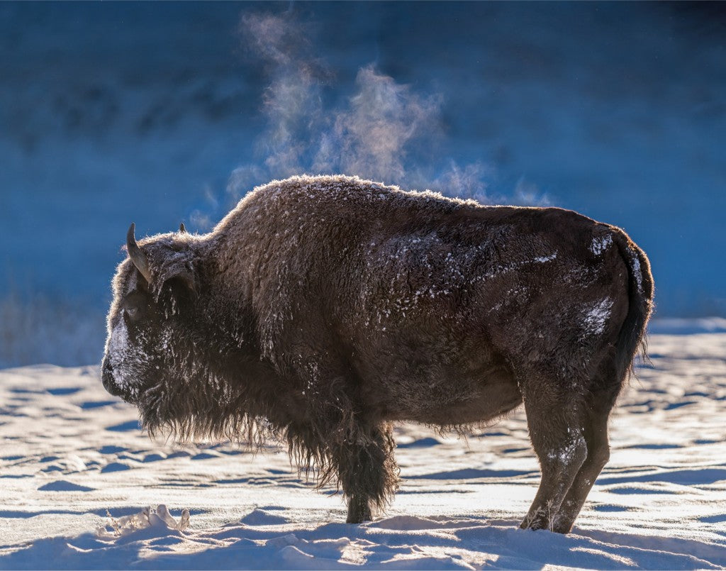Steaming Bison