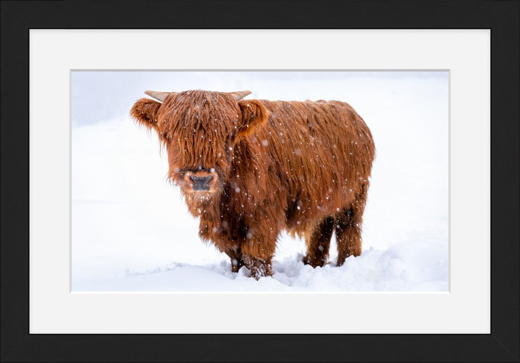 Highland Cow