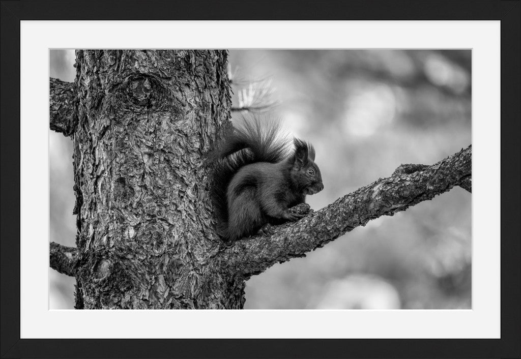 Black Abert's Squirrel