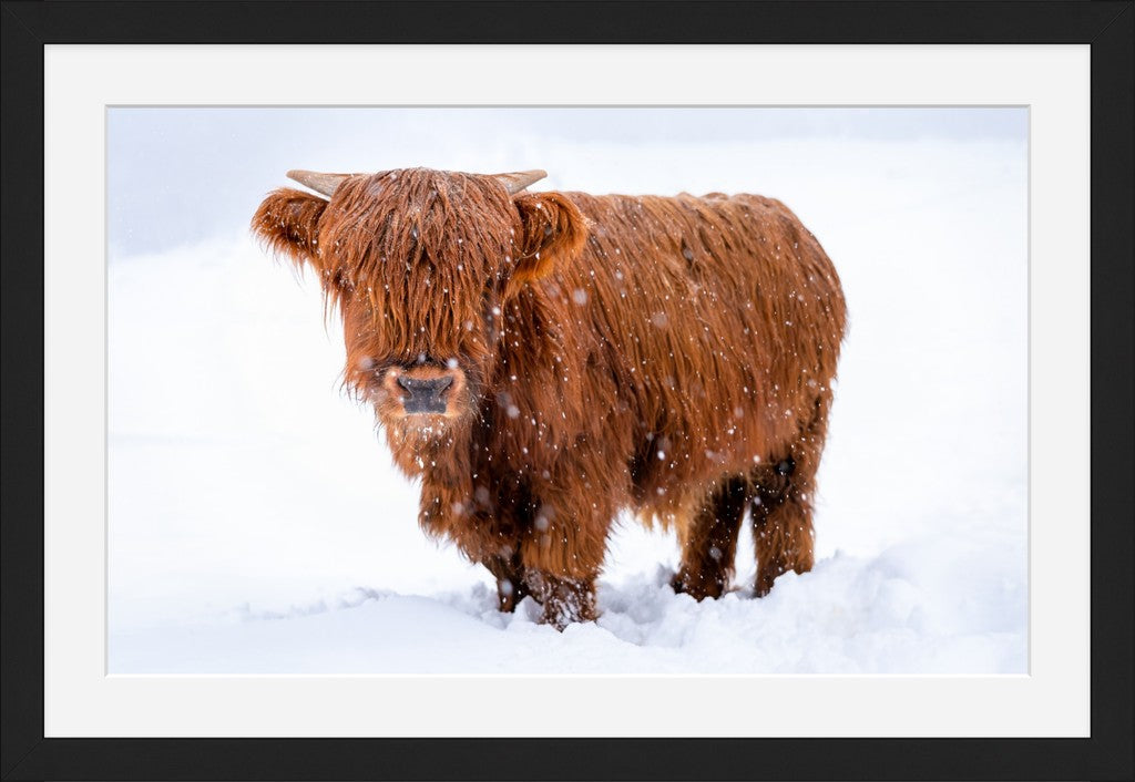 Highland Cow