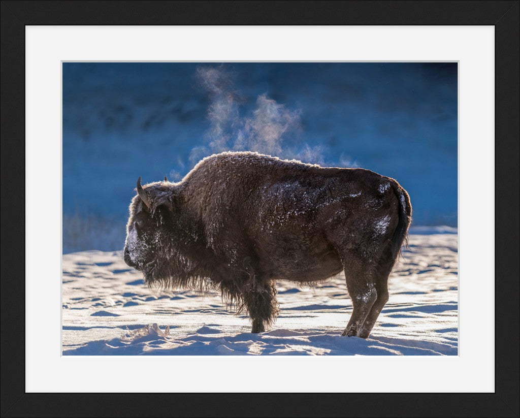 Steaming Bison