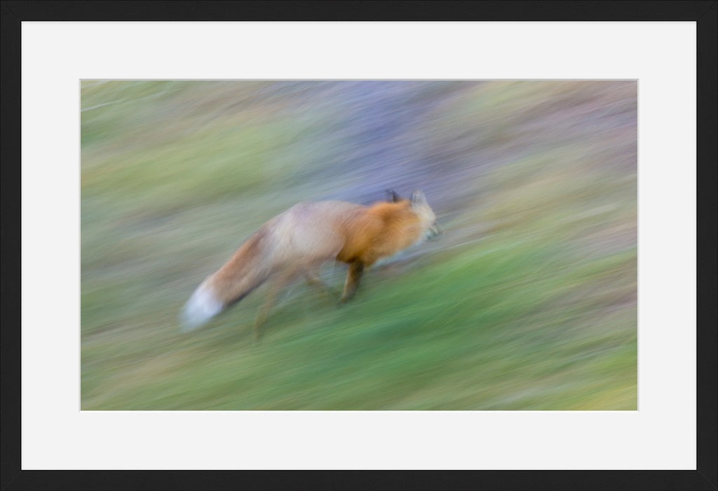 Running Fox