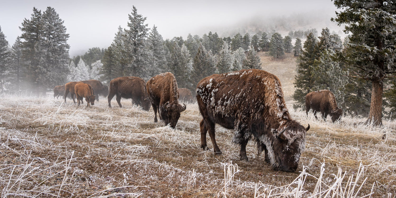 Mountain Wildlife and Landscapes of Colorado