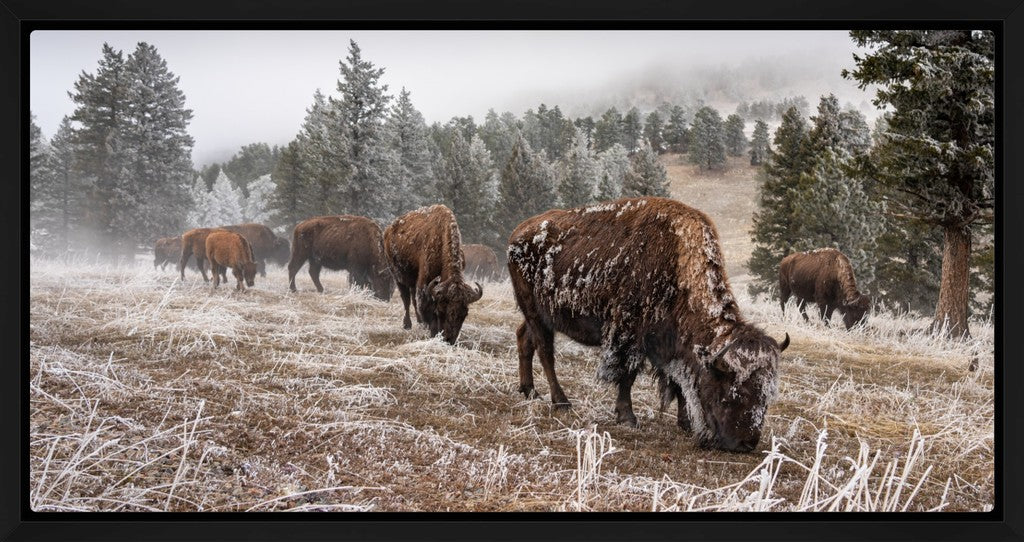 Bison Traverse