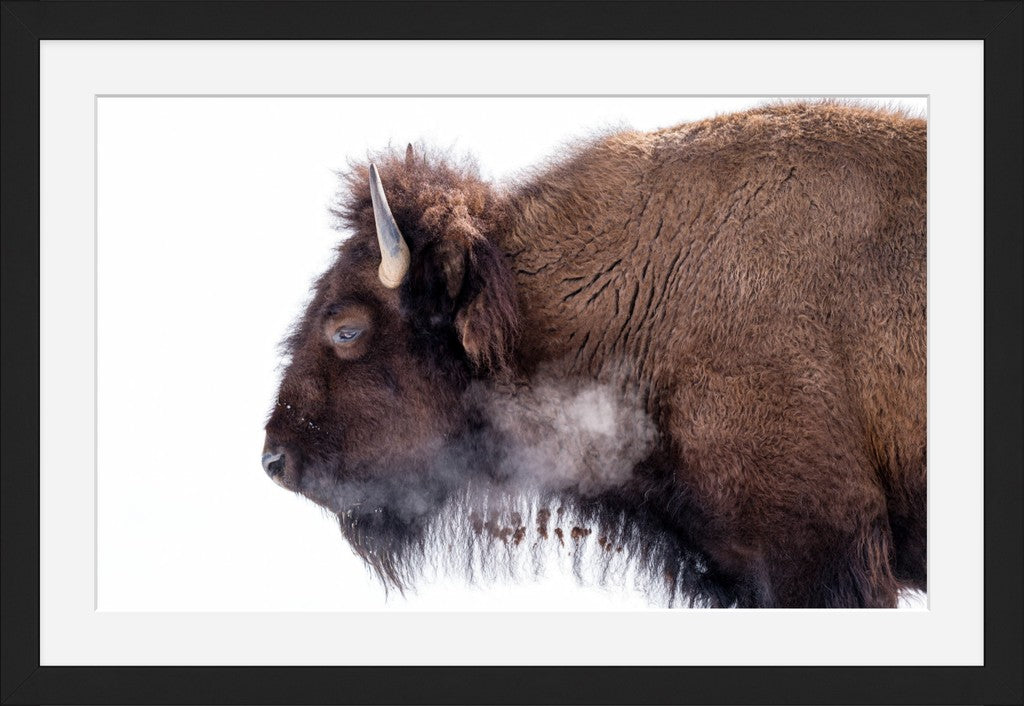 Bison on White