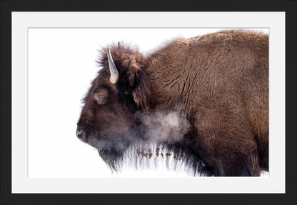 Bison on White