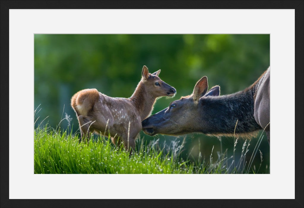 Mama Elk