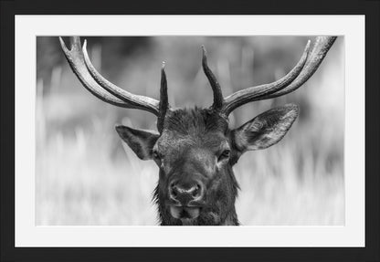 Confident Elk