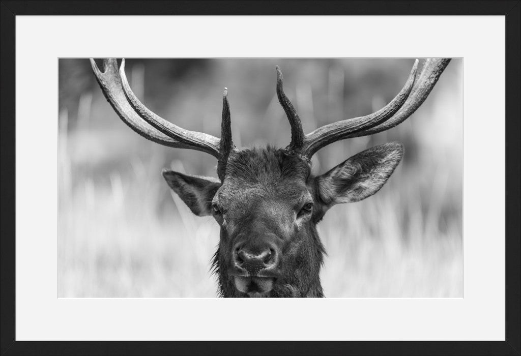 Confident Elk