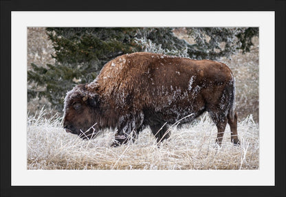 Frosty Bison