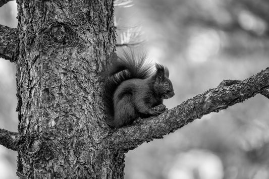 Black Abert's Squirrel
