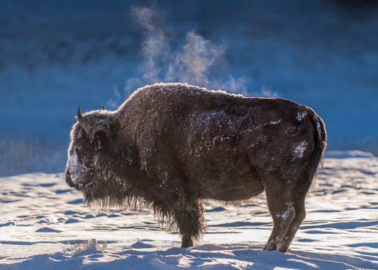 Steaming Bison