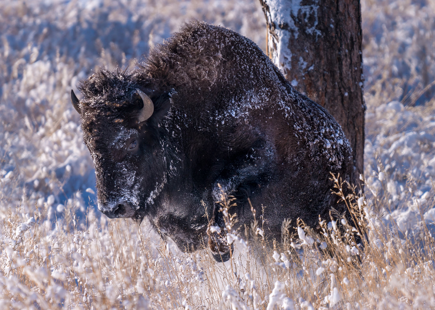 Bison Bolt