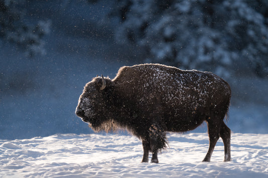 Shimmering Bison