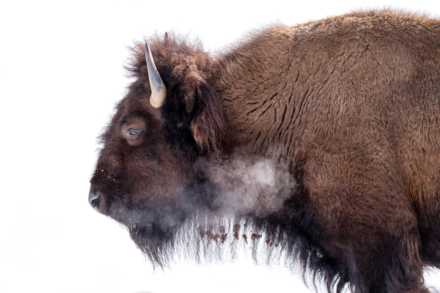 Bison on White