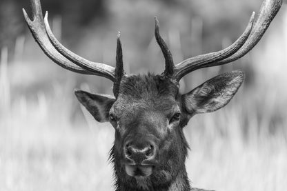 Confident Elk