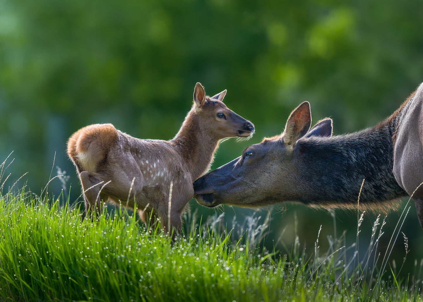 Mama Elk