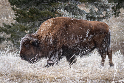 Frosty Bison