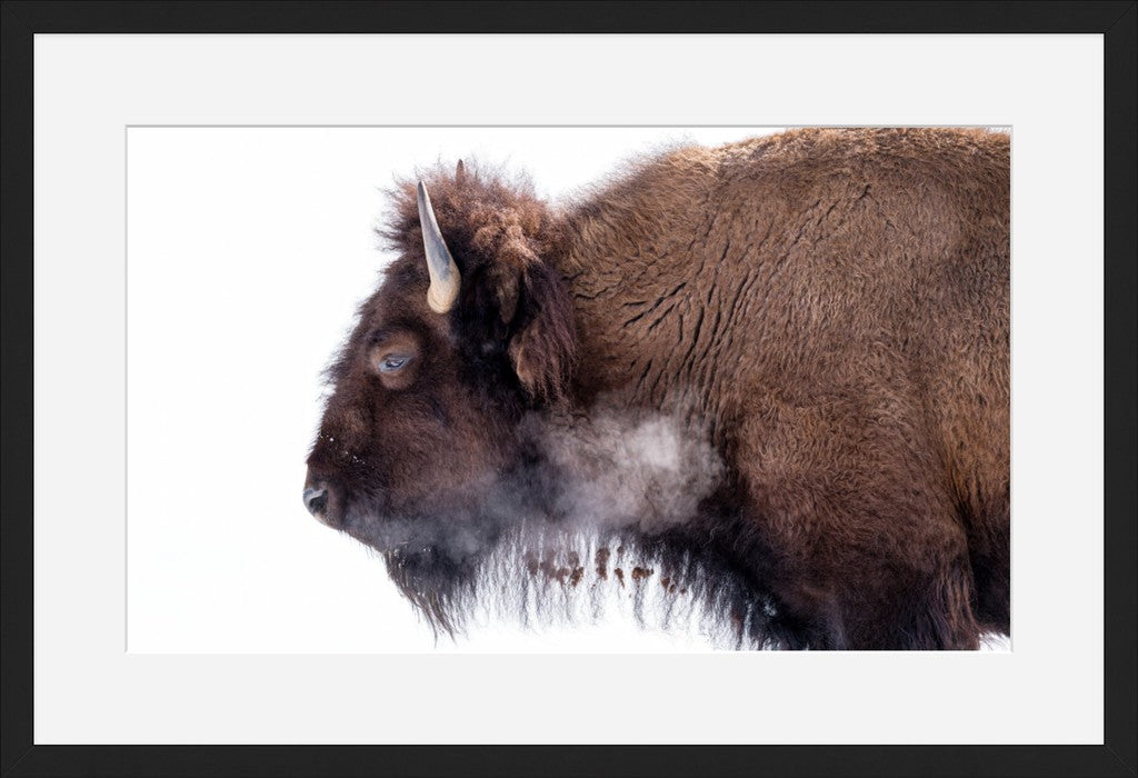 Bison on White