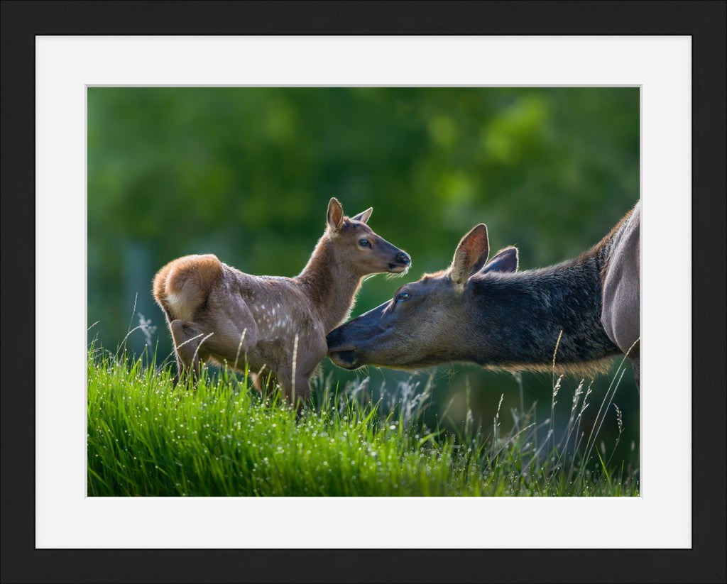 Mama Elk