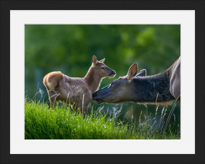 Mama Elk