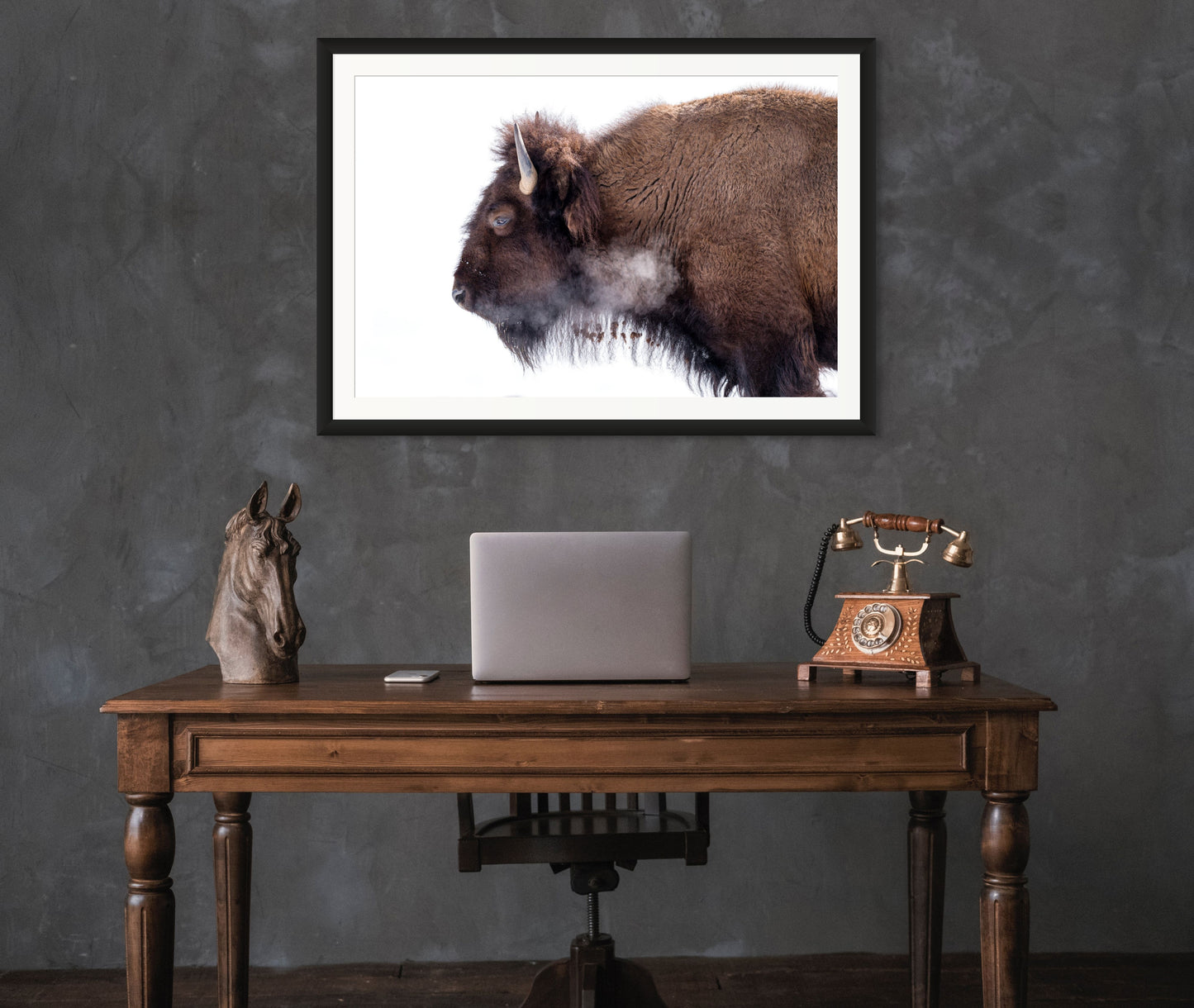 Bison on White