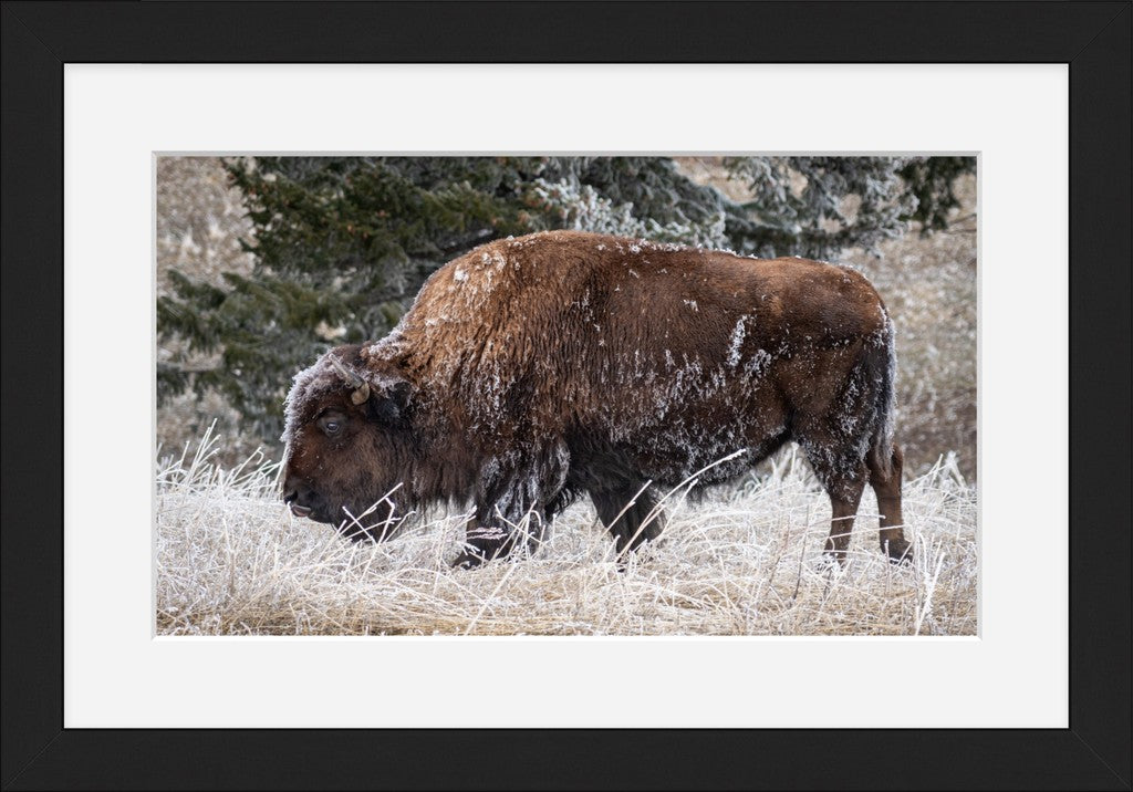 Frosty Bison